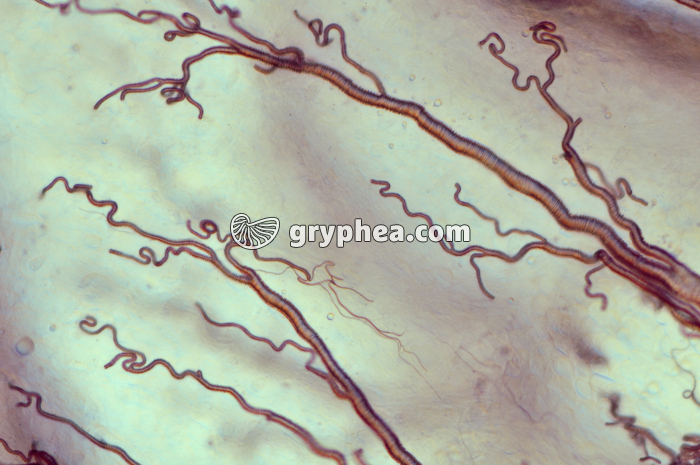 Trachées Criquet x100 - gryphea.com